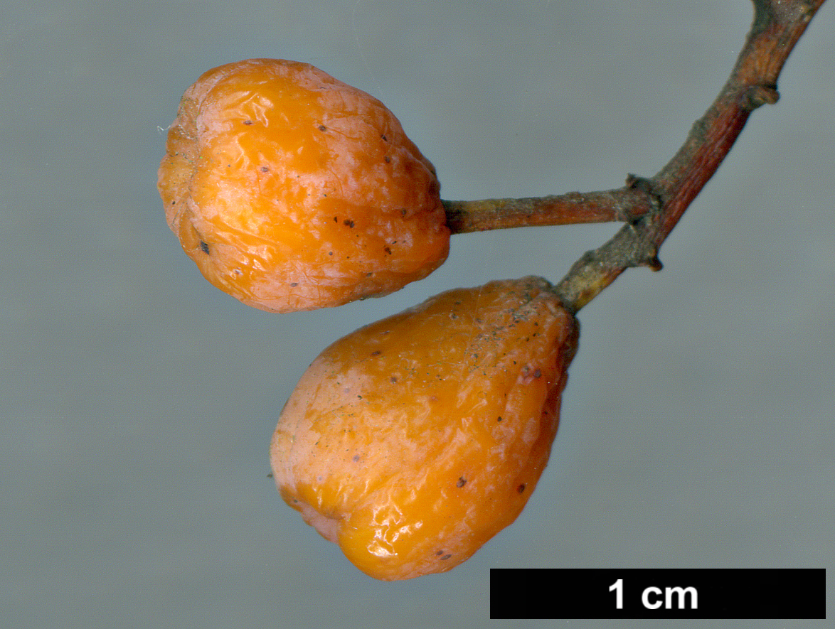 High resolution image: Family: Rosaceae - Genus: Sorbus - Taxon: japonica - SpeciesSub: var. calocarpa